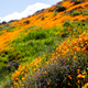 Image for article titled California’s colorful super blooms, in pictures